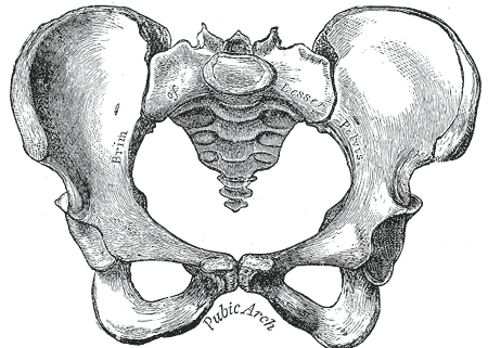 pelvis image