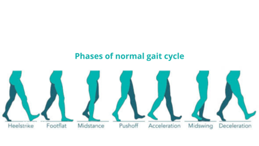 GAIT cycle phases diagram
