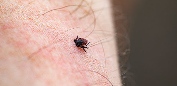 Spring Tick Season & Lyme Awareness South Simcoe Physiotherapy Alliston Tottenham Spring Tick Season & Lyme Awareness South Simcoe Physiotherapy Alliston Tottenham