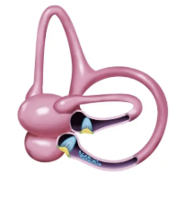 Understanding BPPV and Its Symptoms, Alliston Understanding BPPV and Its Symptoms, Alliston